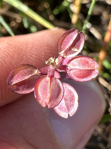 iNaturalist observation photo of Shining Pepperweed