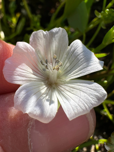 iNaturalist observation photo of white meadowfoam
