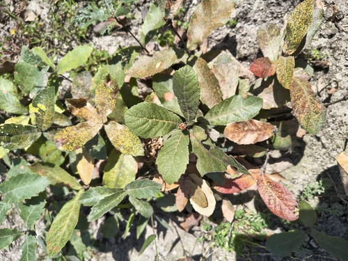 netleaf oak (Quercus rugosa)