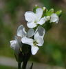 Drummond's Rockcress - Photo (c) 2010 Barry Breckling, some rights reserved (CC BY-NC-SA)
