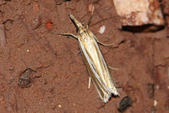 Hednota relatalis