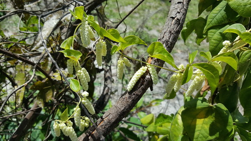 Dioscorea quartiniana