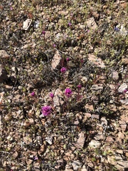 Castilleja exserta exserta