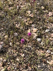 Castilleja exserta exserta