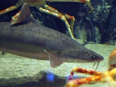 Mandarin Dogfish photo 2