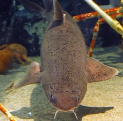 Mandarin Dogfish photo 3
