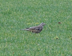 Turdus viscivorus
