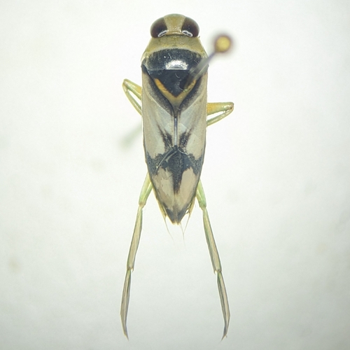 Notonecta unifasciata