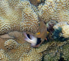 Plectroglyphidodon dickii