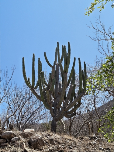 Stenocereus queretaroensis, photograph 4