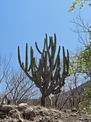 (c) Gustavo ZaRo, some rights reserved (CC BY) Stenocereus queretaroensis, photograph (c) Gustavo ZaRo, some rights reserved (CC BY)