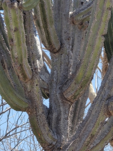 Stenocereus queretaroensis, photograph 6