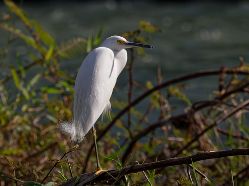 Snowy Egret