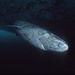 Sleeper Sharks - Photo (c) Hemming1952, some rights reserved (CC BY-SA)