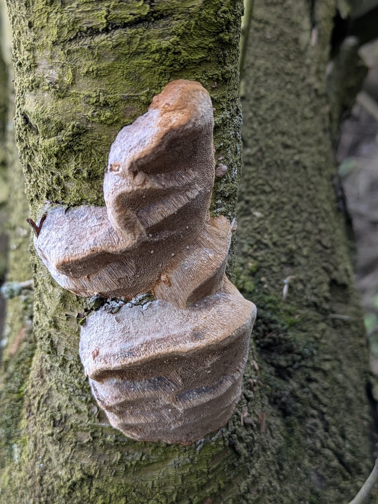 Phellinus pomaceus · March 2026 · photo: © guywallbanks (iNaturalist, cc-by)