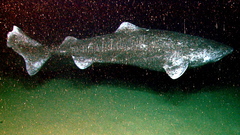 Greenland Shark photo 2