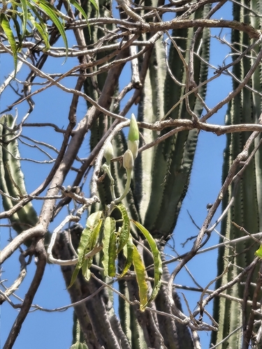 Pajaro Bobo (Ipomoea murucoides)