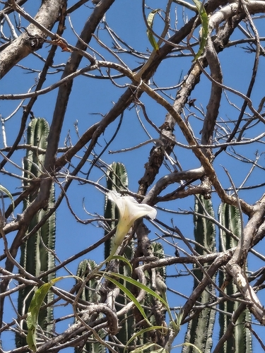 Ipomoea murucoides
