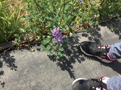Lupinus nootkatensis