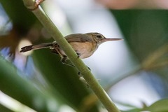 Ramphocaenus melanurus