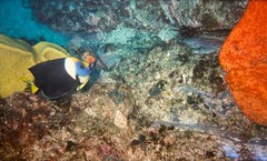 Chaetodontoplus meredithi