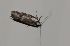 Palimmeces variegata