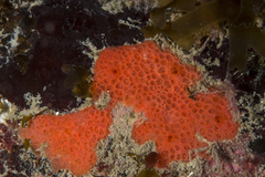 Phorbas fictitius