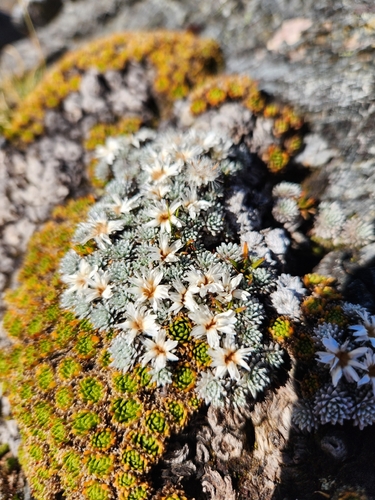 large-flowered mat daisy (Raoulia grandiflora)