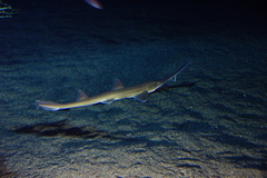 Japanese Sawshark photo 4