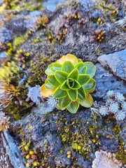 Gentianella divisa