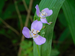 Ennealophus euryandrus euryandrus