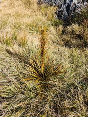 Aciphylla crenulata, photograph (c) Archie, some rights reserved (CC BY)