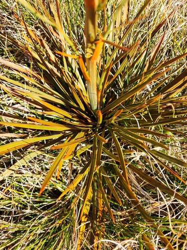 Aciphylla crenulata, photograph 3