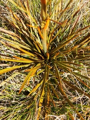 Aciphylla crenulata, photograph (c) Archie, some rights reserved (CC BY)