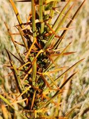 Aciphylla crenulata, photograph (c) Archie, some rights reserved (CC BY)