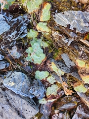Sessile-leaf Fox (Ourisia sessilifolia)