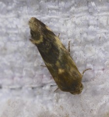 Acontia detrita