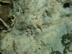 Pomacentrus chrysurus