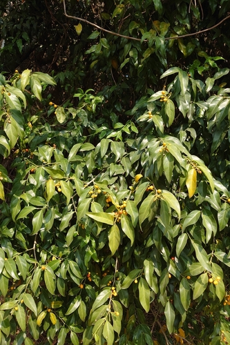 Manila Champereia (Champereia manillana)