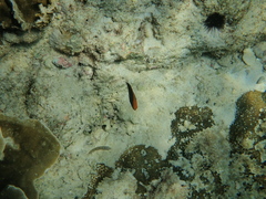 Pomacentrus chrysurus