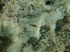 Pomacentrus chrysurus