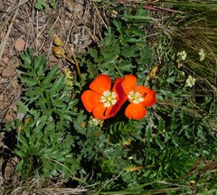 Hypseocharis pimpinellifolia