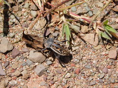 Pilobalia decorata