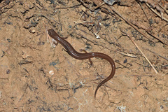 Eurycea multiplicata