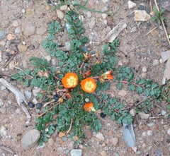Hypseocharis pimpinellifolia