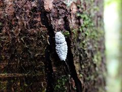Coelostomidia
