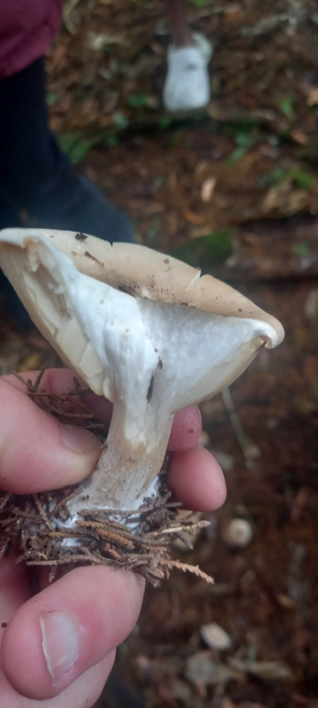 Clitocybe nebularis · March 2026 · photo: © lobotaniser (iNaturalist, cc-by-nc)