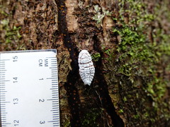 Coelostomidia