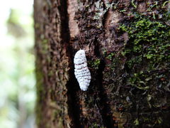 Coelostomidia