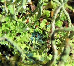 Arthrorhaphis aeruginosa